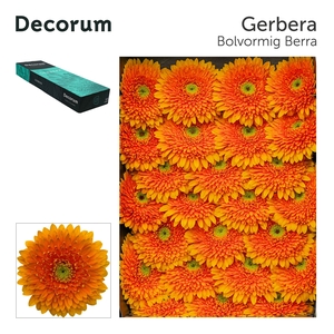 Gerbera Pomponi Berra Doos