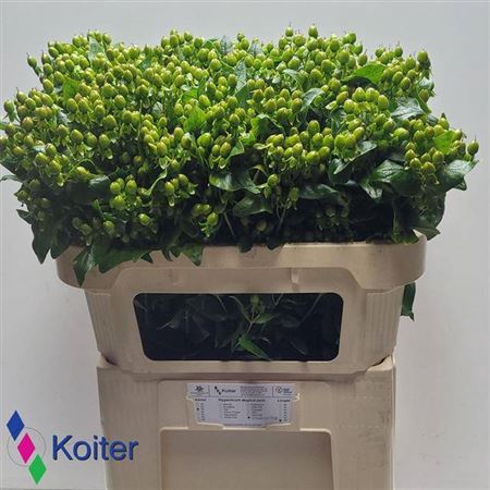 <h4>Hyp Mag Emerald Fall Vertakt</h4>