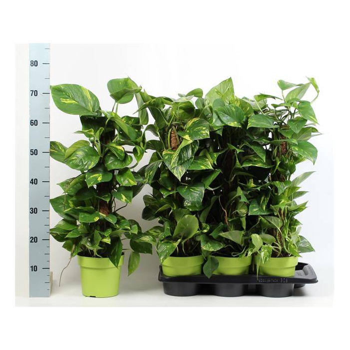 <h4>Epipremnum pinnatum mosstok 17Ø 70cm</h4>