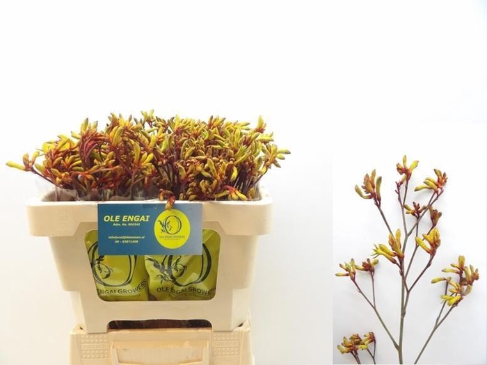 <h4>ANIGOZ ORANGE VELVET</h4>