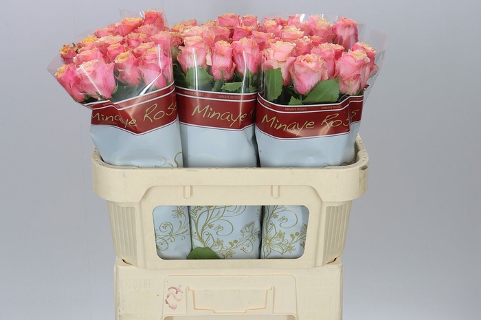 Rosa Gr Melange