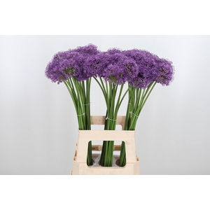 Allium Gladiator
