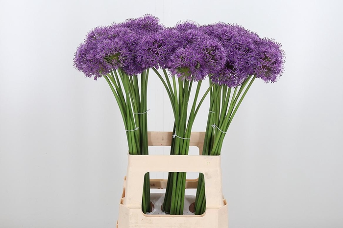 <h4>Allium Gladiator</h4>
