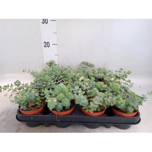 Sedum sieboldii 'Mediovariegatum'