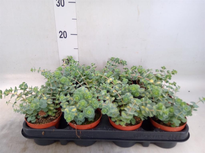 <h4>Sedum sieboldii 'Mediovariegatum'</h4>
