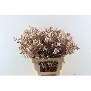 Dried Ruscus Champagne Glitter Pst