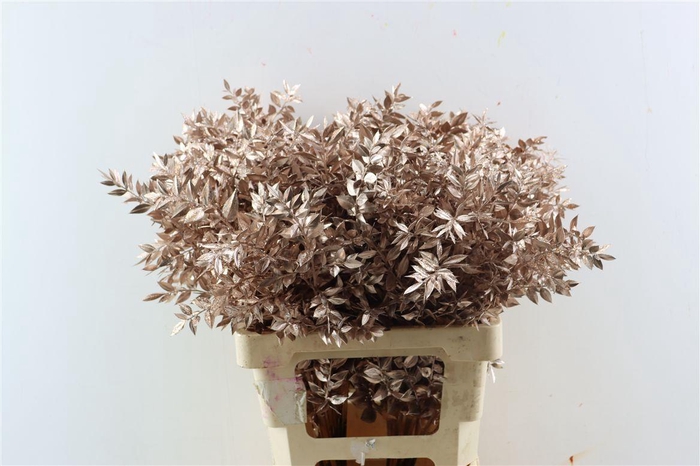 <h4>Dried Ruscus Champagne Glitter Pst</h4>