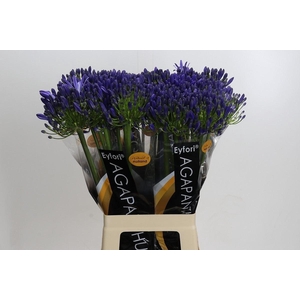 Agapanthus FU 'Atlantic Ocean'