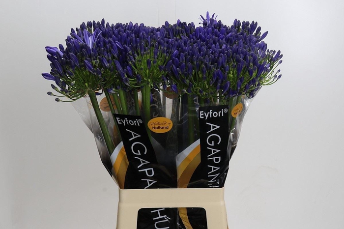<h4>Agapanthus FU 'Atlantic Ocean'</h4>