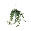Hedera Helix Wonder hangpot