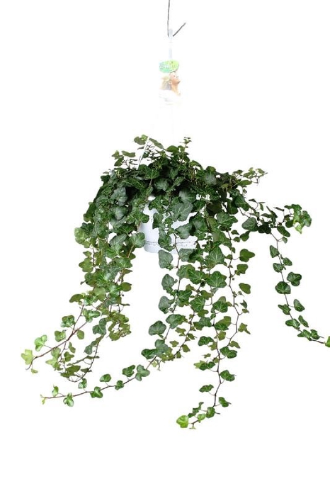 Hedera Helix Wonder hangpot