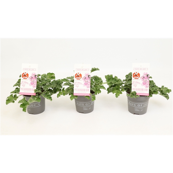 <h4>Pelargonium 'Pink Capitatum' Anti-Mosquito</h4>