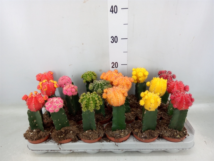 <h4>Gymnocalycium mihanov. 'Brasil'</h4>