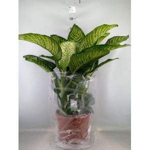 Dieffenbachia seg. 'Tropic Jewel'