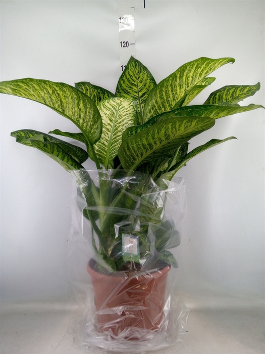 <h4>Dieffenbachia seg. 'Tropic Jewel'</h4>