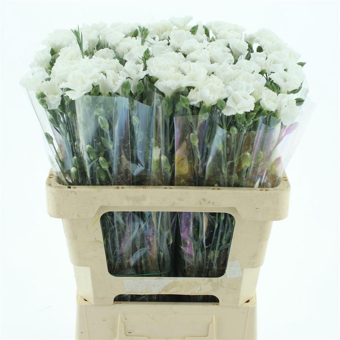 DI TR SIMPLY SNOW WHITE EXTRA