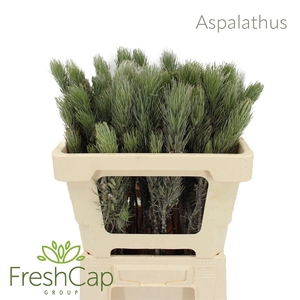 Aspalathus