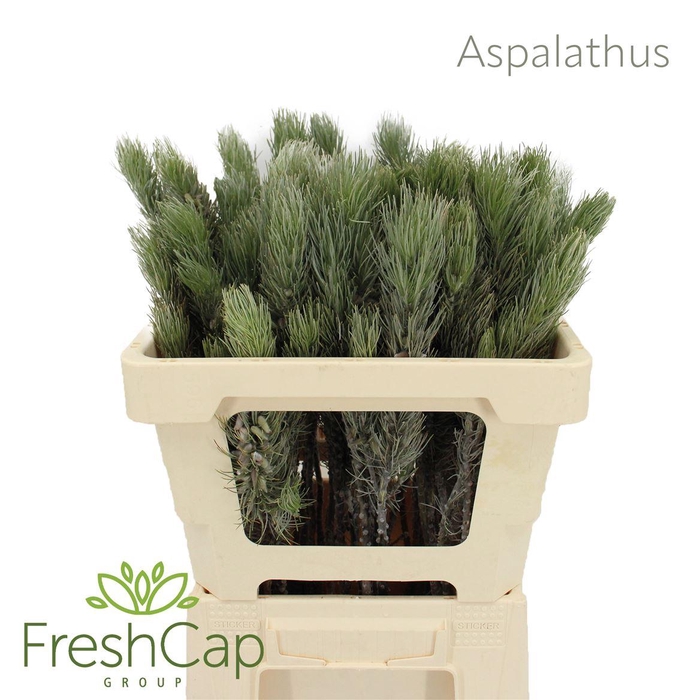 <h4>Aspalathus</h4>