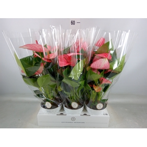 Anthurium andr. 'Livium Ruby'