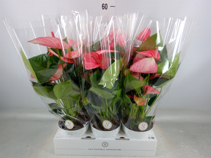 <h4>Anthurium andr. 'Livium Ruby'</h4>