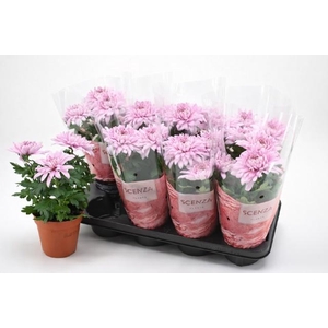 CHRYS SUPNOVA PINK