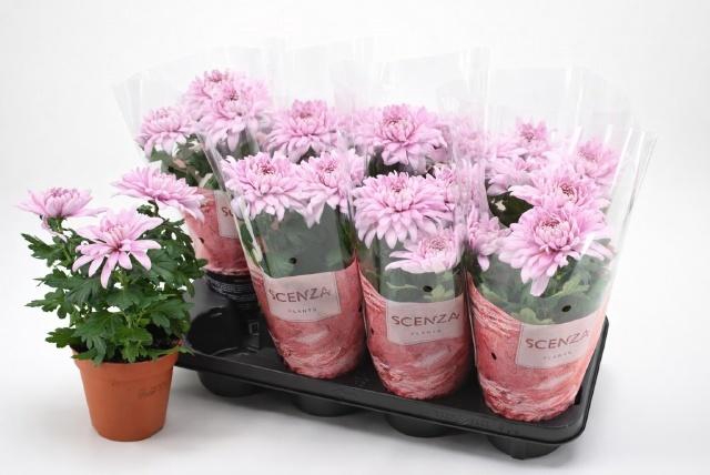 <h4>CHRYS SUPNOVA PINK</h4>