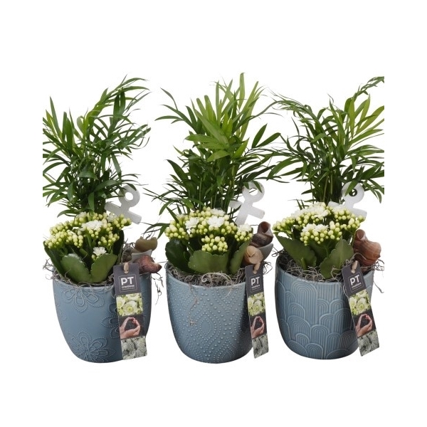 <h4>PTSD8031 Arrangement Summer Deal in keramiek pot</h4>