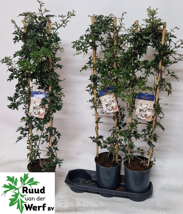 <h4>CLEM AVALANCHE</h4>