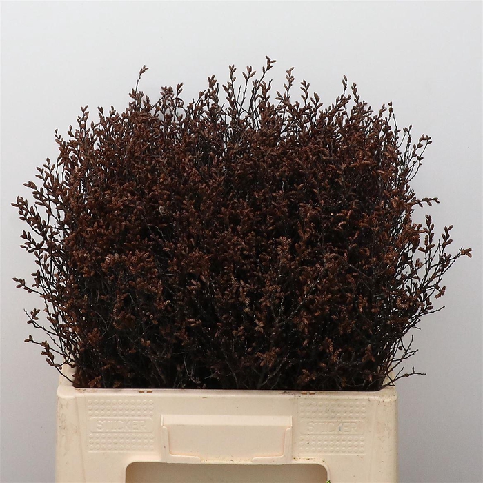 <h4>Gagel Bundel 55cm</h4>