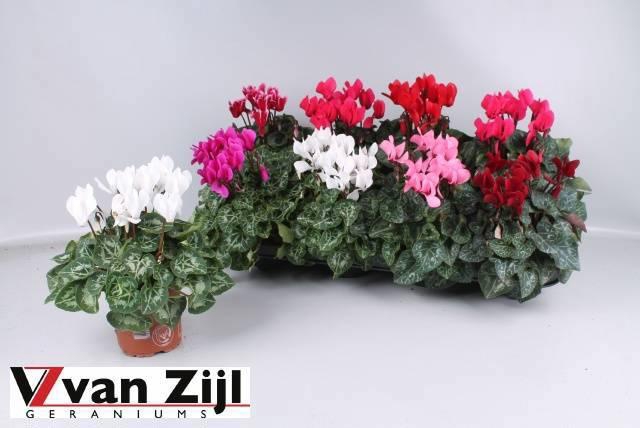 <h4>CYCL KL SUP CARINO</h4>