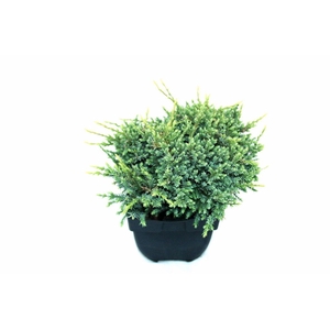 Juniperus squamata Holger
