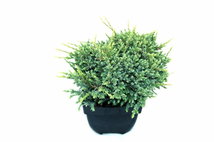 Juniperus squamata Holger