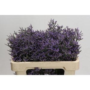 Limonium Skylight