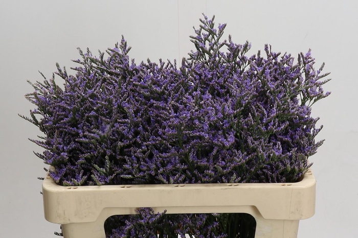 <h4>Limonium Skylight</h4>