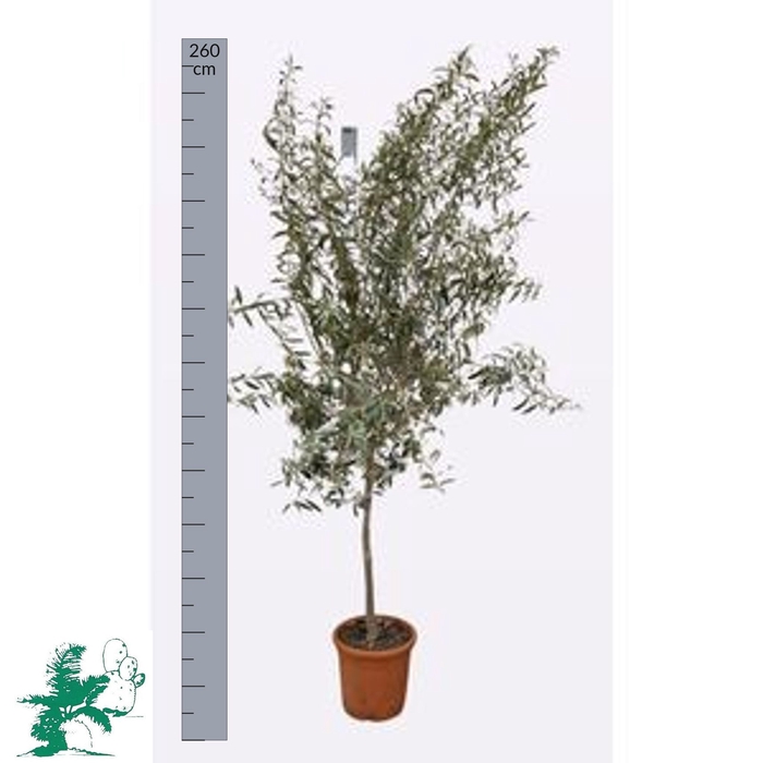 <h4>OLEA EUROPAEA</h4>