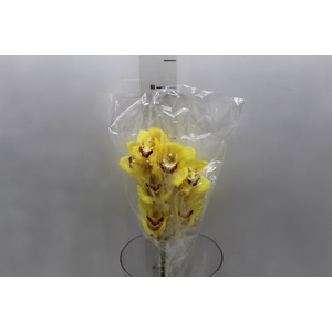 CYMBIDIUM HT 5/9 FLS AMARELO