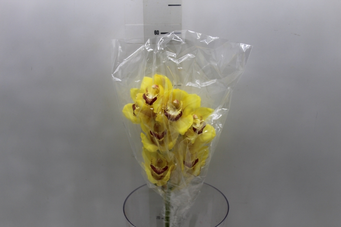 <h4>CYMBIDIUM HT 5/9 FLS AMARELO</h4>