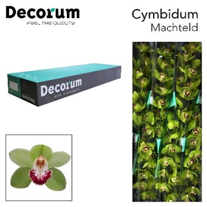 CYMB T MACHTELD Decorum 60cm.