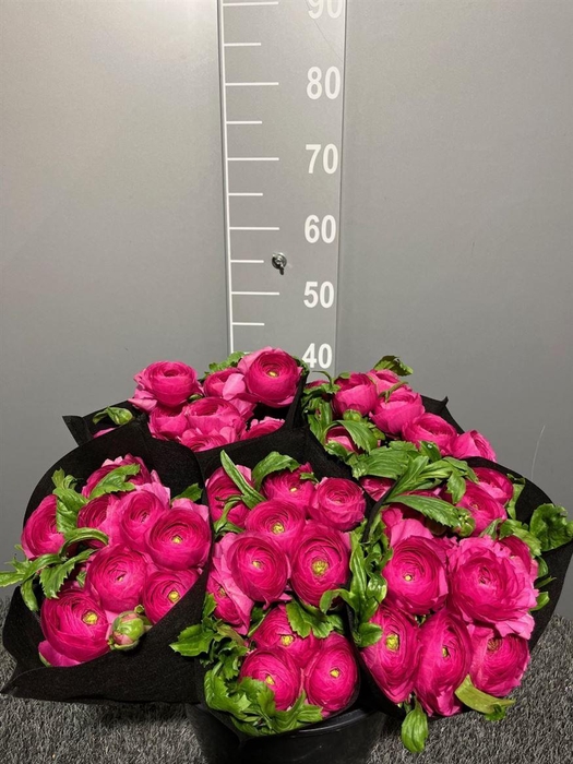 <h4>Ran Suc Ciclamino Sup</h4>