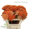 Albiflora Orange