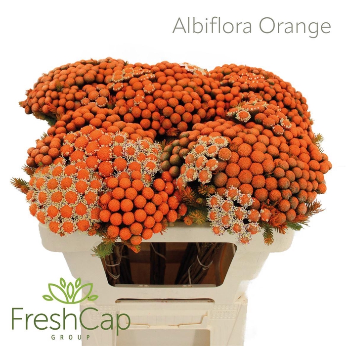 <h4>Albiflora Orange</h4>