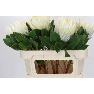 Protea Cyn. Ayoba Arctic Ice