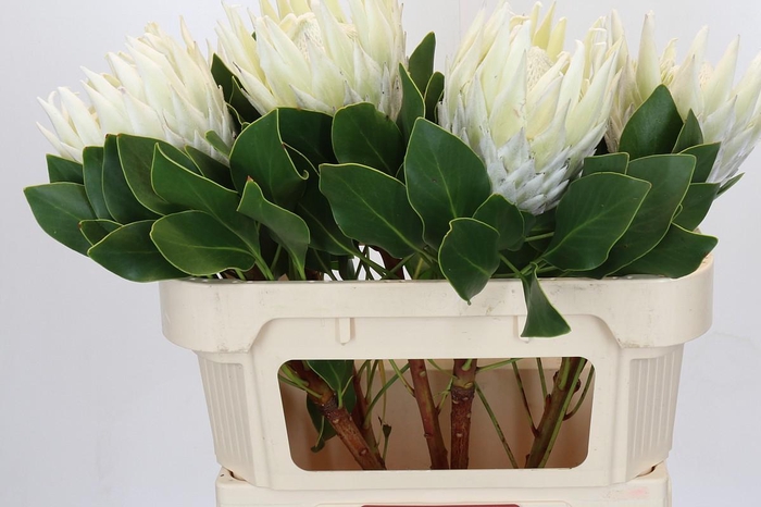 Protea Cyn. Ayoba Arctic Ice