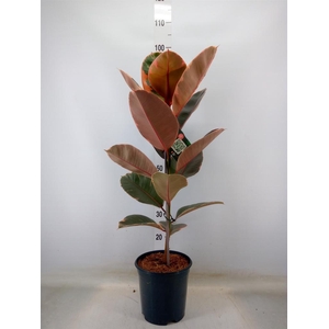 Ficus elastica 'Belize'