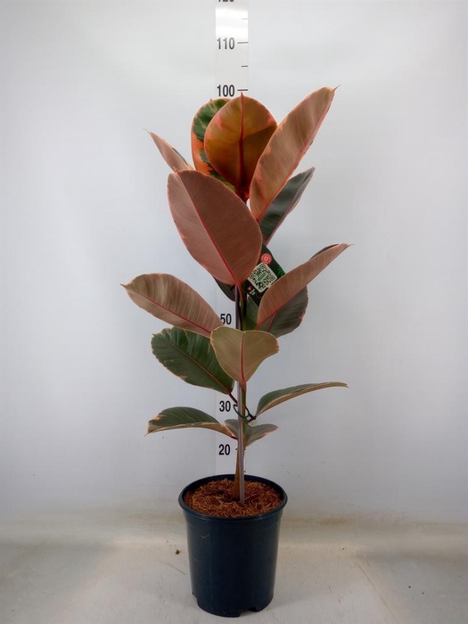 <h4>Ficus elastica 'Belize'</h4>