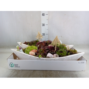 Arr.  Sempervivum L%