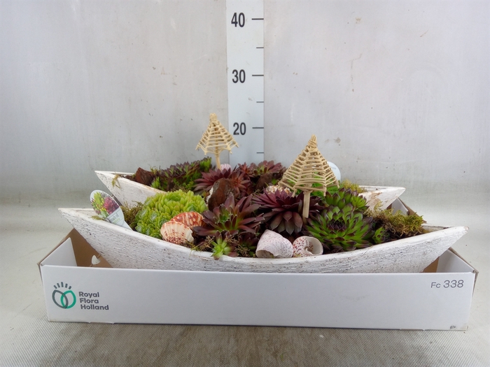 <h4>Arr.  Sempervivum L%</h4>
