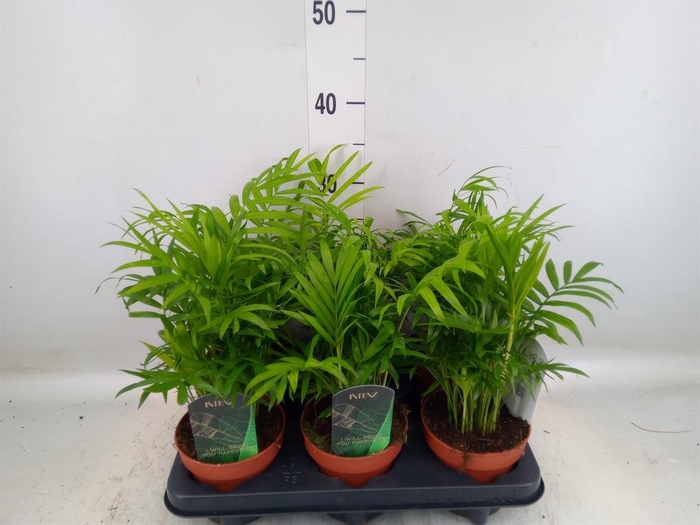 <h4>Chamaedorea elegans</h4>