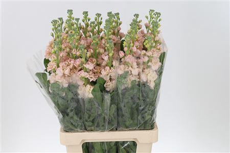 <h4>Matth Iron Apricot</h4>