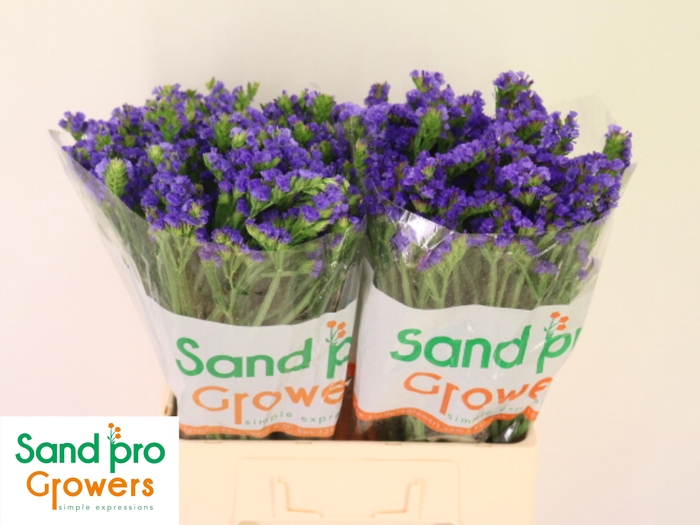 <h4>LIM S PIPPA WINGS</h4>